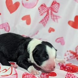 Kiss - Black and white female Border Collie puppy in Raccoon, Kentucky from Skyline Border Collies