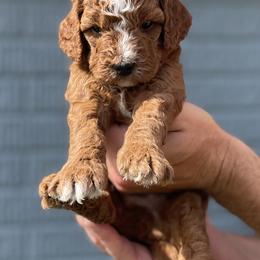 Cavapoo and Poodle Puppies from The Doodle Den