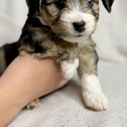 Dollie - Black tri-color female Aussiedoodle puppy in Seguin, Texas from Navarro Royal Pups