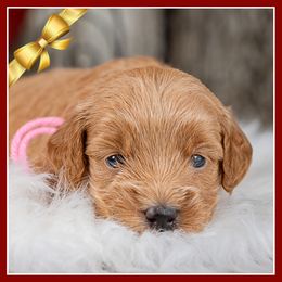 Aurora - Red  female Goldendoodle puppy in Connersville, Indiana from Deaz Doodle Ranch