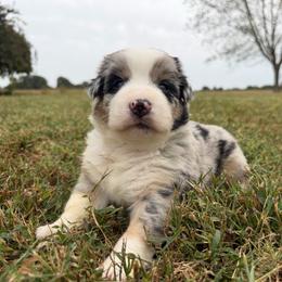 Sweet Girl 1-Blue Merle - Blue merle female Australian Shepherd puppy in Mayfield, Kentucky from Hamilton Farms