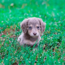 Linguina - Fawn (isabella) and tan female Dachshund puppy in Fort Myers, Florida from Blossom Paws