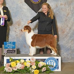 Cookie - Australian Shepherd