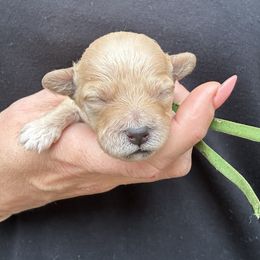 Green Collar - Red male Havapoo puppy in Powder Springs, Georgia from West Cobb Dogs