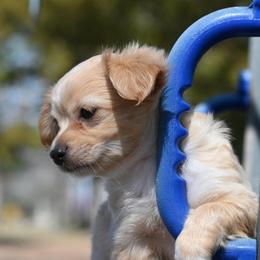Lannister - Fawn male Chihuahua puppy in Seneca, Missouri from Stephanie’s Puppy Colony