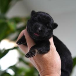 Blair - Bi-color female German Shepherd puppy in Coarsegold, California from Yosemite Shepherds