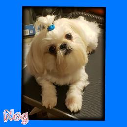 Nog - Shih Tzu