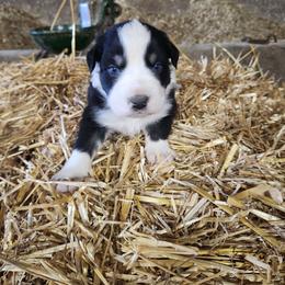 Boy 4 - Black tri-color male Australian Shepherd puppy in Jersey Shore, Pennsylvania from Lone Tree Aussies