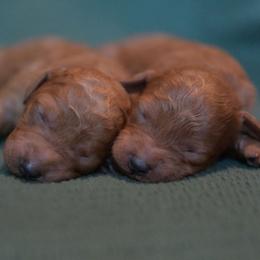 Anne - Red  female Poodle puppy in Bauxite, Arkansas from Mountain Ridge Poodles