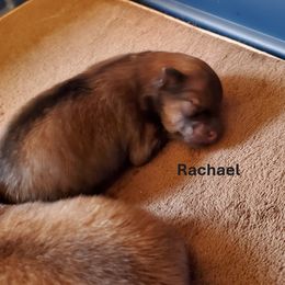 Rachael - Tri-colored Pomeranian puppy in West Newton, Pennsylvania from Donna's Pomeranians
