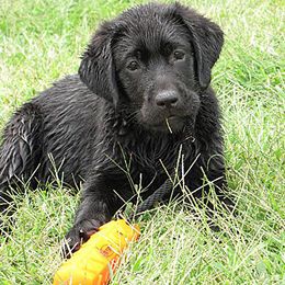 Labrador Retrievers from Glacieridge Labradors