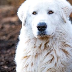 Benny - Maremma Sheepdog
