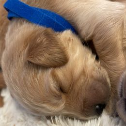 Golden Retriever Puppies from Tradershire Goldens