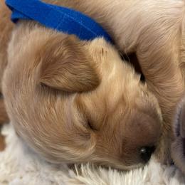 Golden Retriever Puppies from Tradershire Goldens