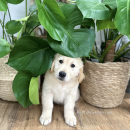 Golden Retriever Puppies from Ruff Life Goldens