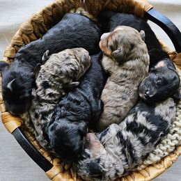 Bernedoodle puppies from Whispering Aspen Homestead
