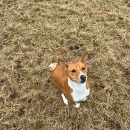 Poppy - Basenji