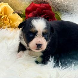 Gamora - Black tri female Toy Australian Shepherd puppy in Blacksburg, South Carolina from Rustic Rose Toy Australian Shepherds