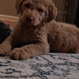 Goldendoodle, Labradoodle, Poodle, and Saint Berdoodle Puppies from Dent’s Doodles
