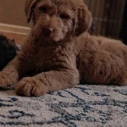 Goldendoodle, Labradoodle, Poodle, and Saint Berdoodle Puppies from Dent’s Doodles