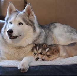 Siberian Husky Puppies from Antler Creek Siberians
