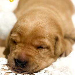 Yellow Female - Yellow female Labrador Retriever puppy in Franklin, Virginia from Oak Hollow Retrievers