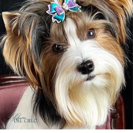 Biewer Terrier puppies from Perfección Del Cielo Biewer Terriers