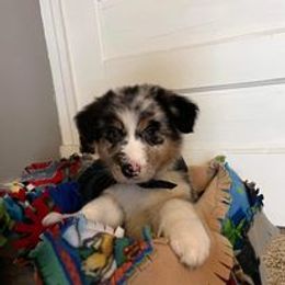 Aussiedoodle, Australian Shepherd, Poodle, Shihpoo, and Shih Tzu Puppies from Rockiń N Kennel