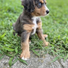 Aussiedoodle Puppies from Casee Wisniewski