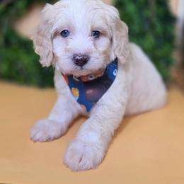 Hank - Cream male Goldendoodle puppy in Decatur, Tennessee from Diamond's Doodles