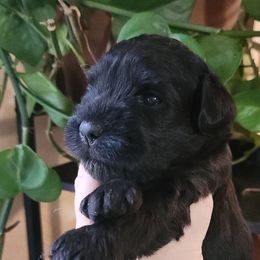 Coal - Black male Miniature Schnauzer puppy in Ferndale, Washington from Blackhorse Schnauzers Washington state