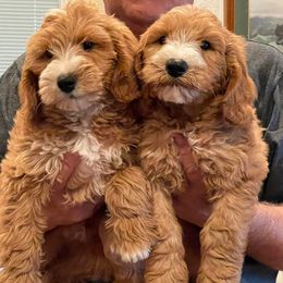 Australian Labradoodles and Goldendoodles from AKAs Doodles and Poodles, LLC