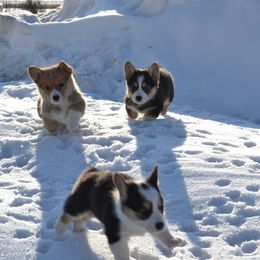 Pembroke Welsh Corgi Puppies from The Blessed Herd