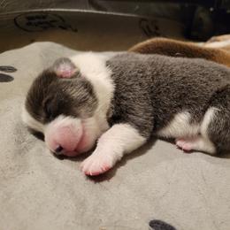 German Shepherd and Pembroke Welsh Corgi Puppies from J&R Shepherds & Corgis