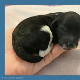Boy - Parti male Poodle puppy in Bauxite, Arkansas from Mountain Ridge Poodles
