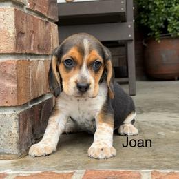 Joan - Black tan and bluetick female Beagle puppy in Mansfield, Missouri from Rippee Creek Kennel