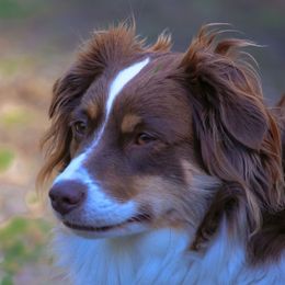 Miniature Australian Shepherd All Grown Up from Tincture of Thyme