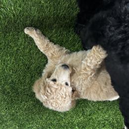 Poodle Puppies from Royal Dixie Poodles