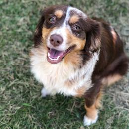 Butterfly - Miniature Australian Shepherd