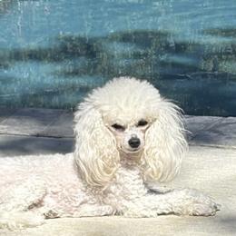 Leonesse - Poodle