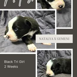 Natasha - Black tri-color female Australian Shepherd puppy in Abilene, Texas from S&K Aussies N' Rotties