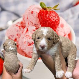 Strawberry - Cream female Cavapoo puppy in Coshocton, Ohio from Forever Family Puppies
