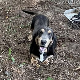 Mack - Basset Hound