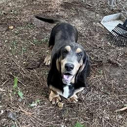 Mack - Basset Hound