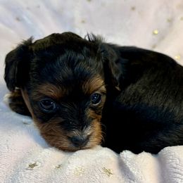 Peppermint - Black and tan female Yorkipoo puppy in Howard City, Michigan from Petite Joie Puppies
