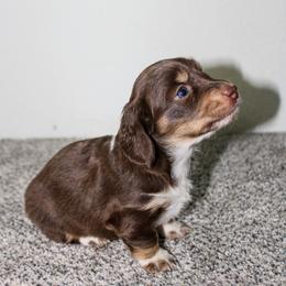 Cowgirl - Piebald female Dachshund puppy in Nephi, Utah from Wild West Weens