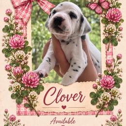 Clover - White and black female Dalmatian puppy in Lehigh Acres, Florida from PupsMansion