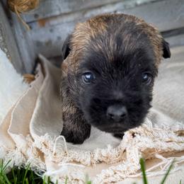 Angus - Brindle male Cairn Terrier puppy in St. Joseph, Missouri from Stone & Thistle Cairn Terriers