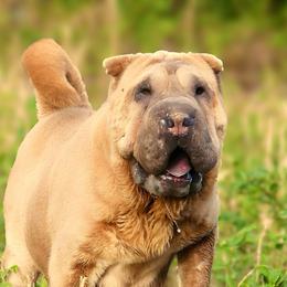 Davi - Chinese Shar-Pei