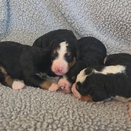 Boy 3 - Tri-color male Bernedoodle puppy in Brea, California from River Doodles